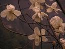 Day 1: Lukla to Monjo.\r\nSpring blossoms.